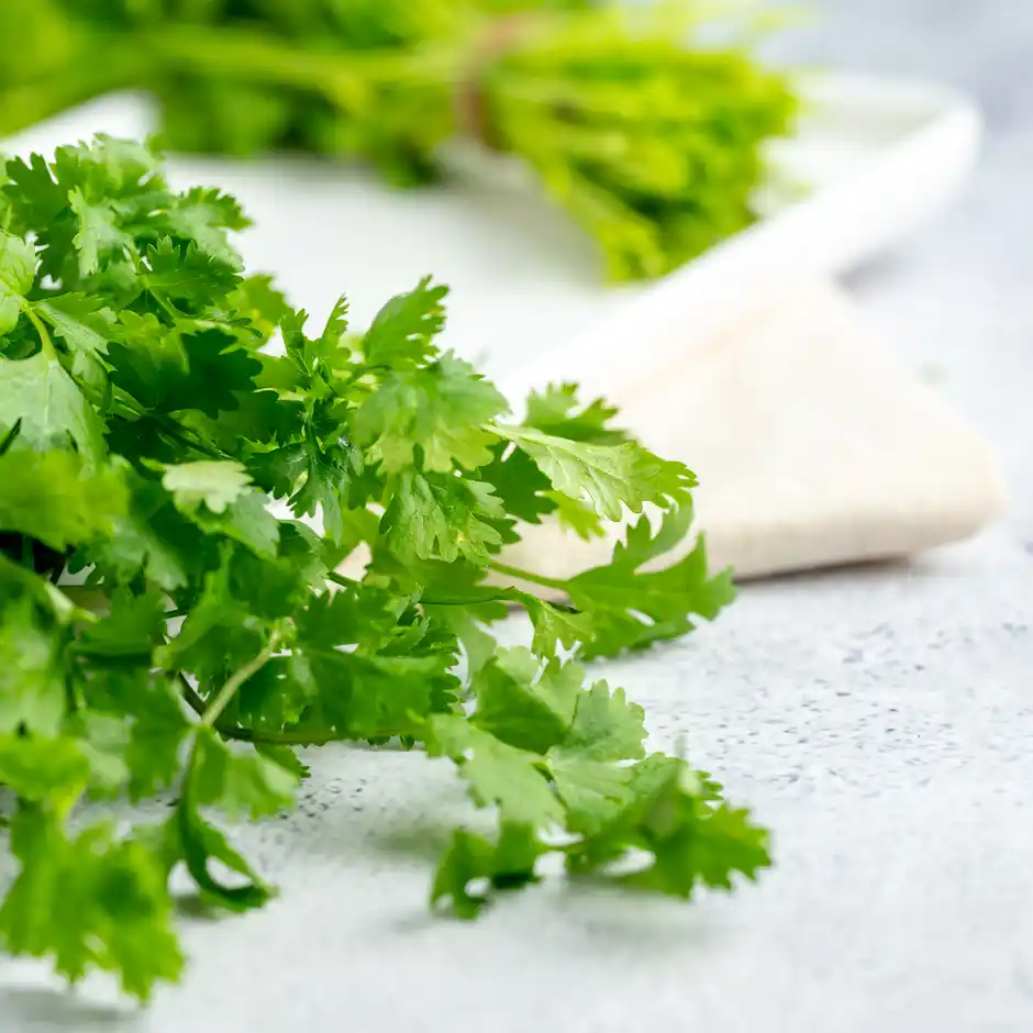 Coriander Leaves