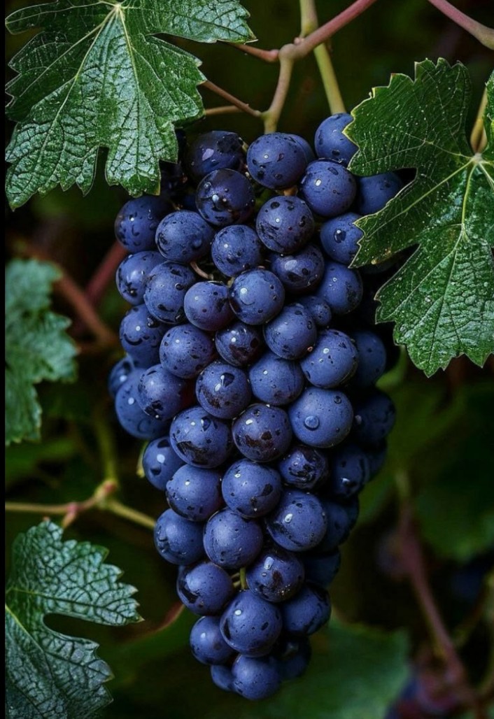 Grapes Black