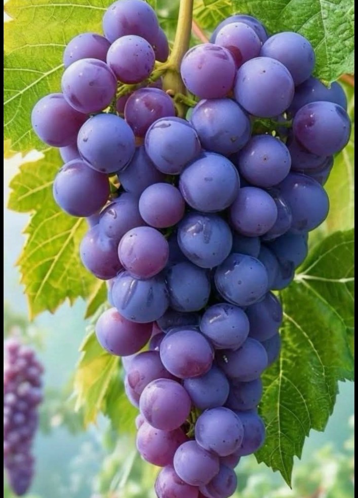 Grapes Black