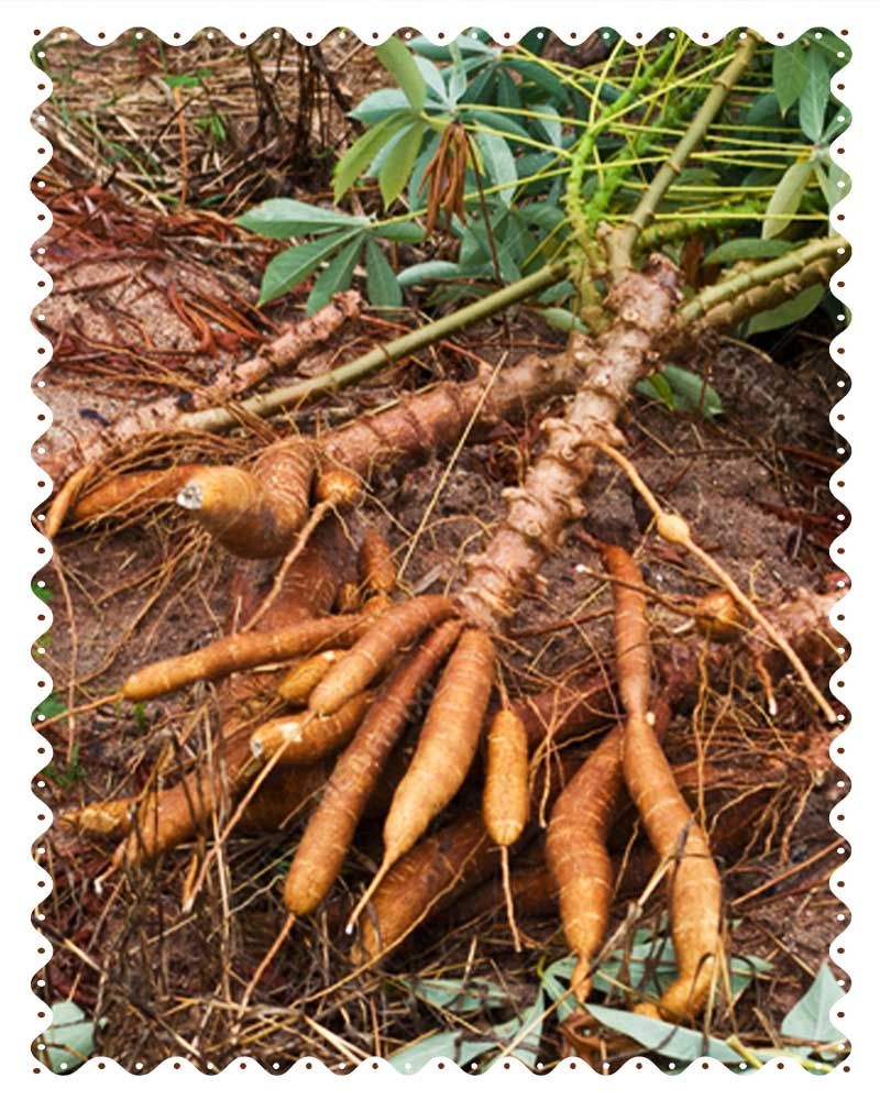 Karra Pendalam (Tapioca / Cassava)