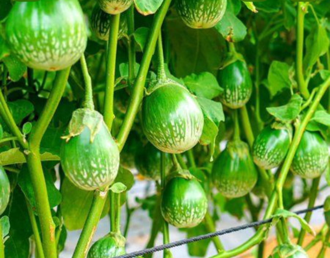 White Vankaya (White Brinjal)