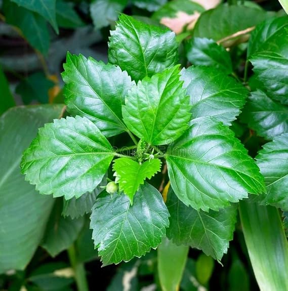 Mandharam Aaku (Hibiscus Leaves)