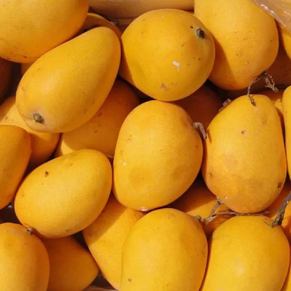 Small Rasalu Mango