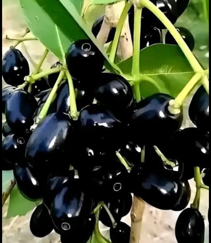 Indian jamun