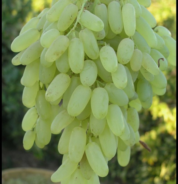 White Kismis