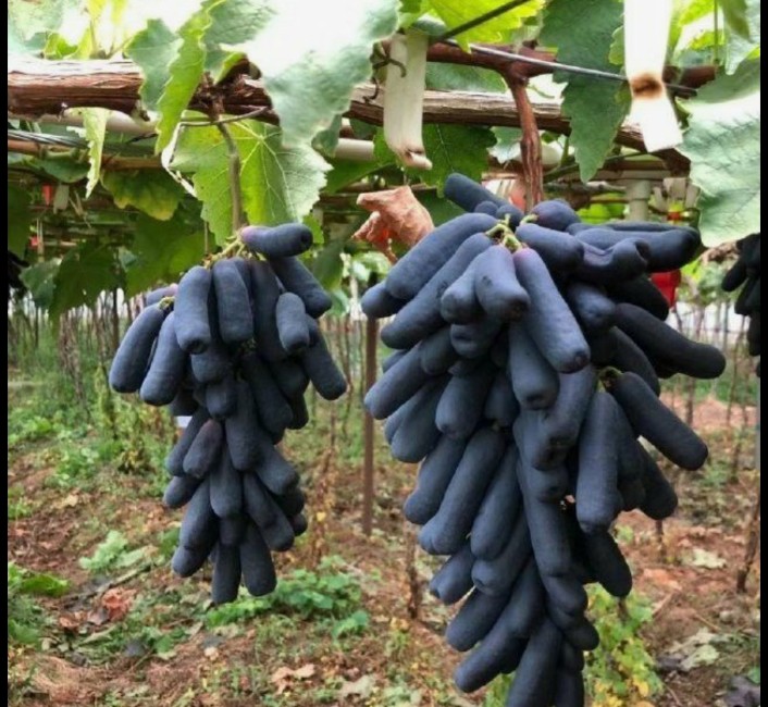 Black Kismis