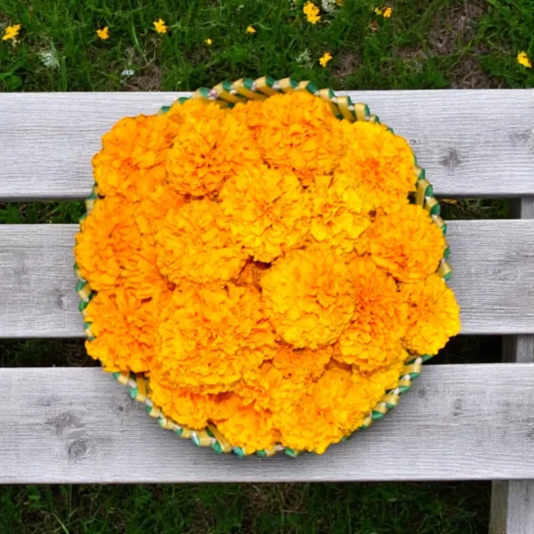 Orange Marigold (Bantipoolu)