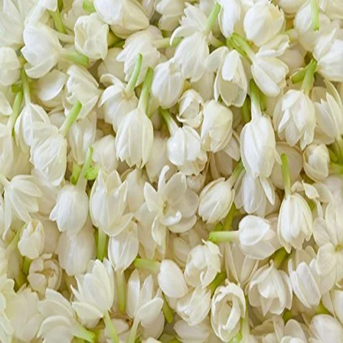 Jasmine (Mallepuvvu)