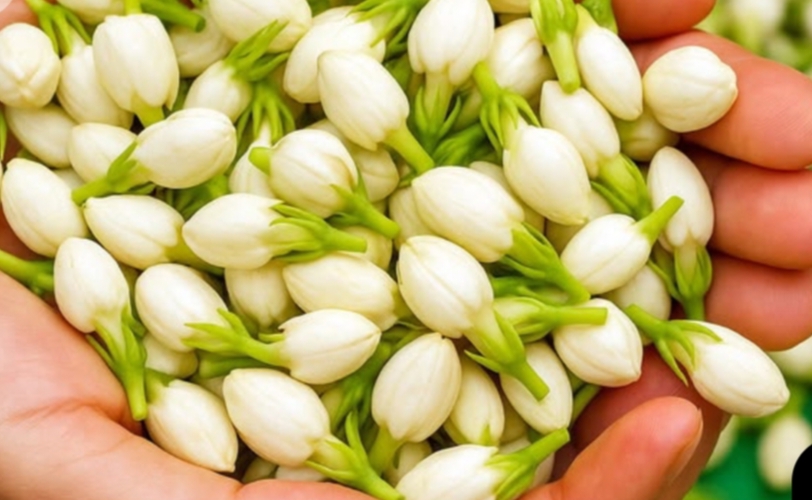 Jasmine (Mallepuvvu)