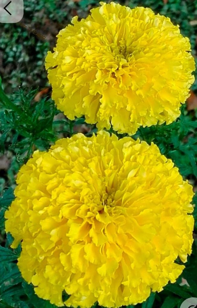 Yellow Marigold (Bantipuvvu)